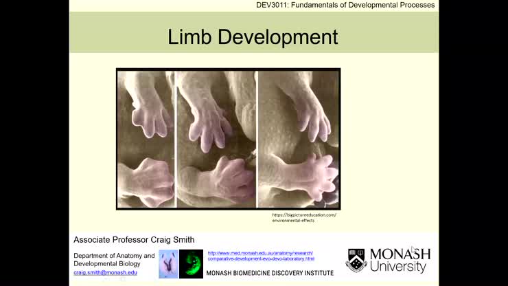Limb as a developmental model