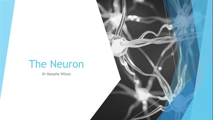 P2 The neuron